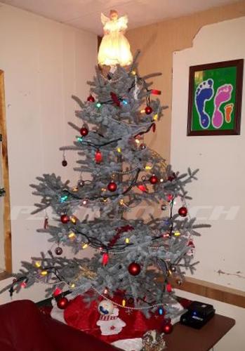 #weihnachten #wiehnacht #wiehnachte #wiehnachtsbaum #weihnachtsbaum #christbaum #tannenbaum #jesus 